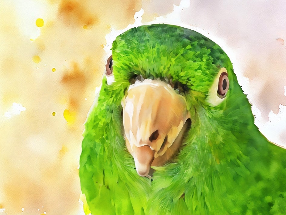 close up of parrot portrait with watercolor gfx 2 applied to foreground and background, with a more abstract background.